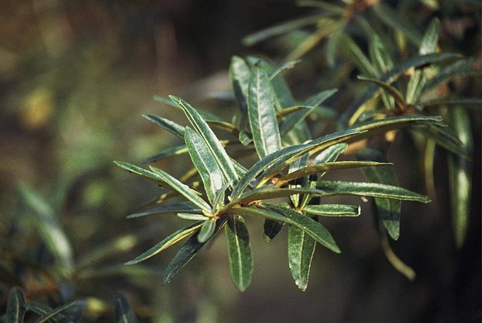 Hippophae rhamnoides (2)
